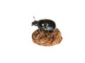 Anoplotrupes stercorosus sitting on dung Royalty Free Stock Photo