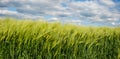 anorama of green rye fields on summer day under sky