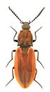 Anostirus purpureus