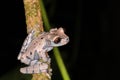Anotheca Triprion spinosa Crowned treefrog from the junglebrainforest