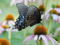 Female Eastern Swallowtail Butterfly