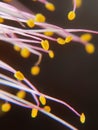 Another beautiful close up view of a beach plant