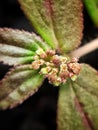 Another beautiful close up view of a flower plant