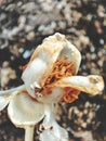 Another beautiful close up view of a white beach flower