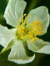 Another beautiful close up view of a white flower