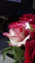 Another close-up of pink / white rose taken from aside. grey / black blurry background