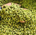 Another form of this type of spice is known as green cardamom.