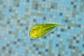 Another green leaf floating in the luxury swimming pool. The water is kept clean and clear even though it`s an outdoor swimming po Royalty Free Stock Photo