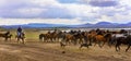 Running wild horses at kayseri, Turkey