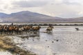 Running wild horses at kayseri, Turkey