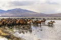 Running wild horses at kayseri, Turkey