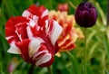 A beautifull tulip flower 