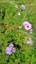 Another little purple trompet flowers from another perspective, so cute from every angles