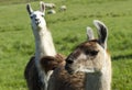 Another Llama photo bomb. Royalty Free Stock Photo