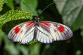 Another longwing butterfly Heliconius erato Royalty Free Stock Photo
