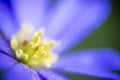 Oriental anemone anemone blanda blooms together with the common wild anemone.