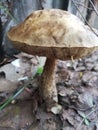 Another mushroom