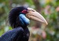 Portrait of a female wreathed hornbill