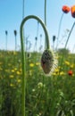 Bend poppy Royalty Free Stock Photo