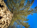 Another perspective of a black pine Royalty Free Stock Photo