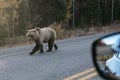 Another road user - Surprising encounter with a grizzlybear in Alaska Royalty Free Stock Photo