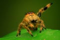 Another rock pose from phidippus regius female Royalty Free Stock Photo