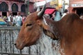 Another sacred cow in Jaipur