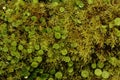 Small vegetation and moss on stones