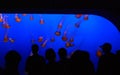 Another shot of Jellyfish exhibit at aquarium