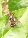 Housefly