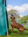 A belgian malinois dog training for schutzhund, igp, ipo barking Royalty Free Stock Photo