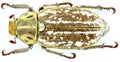 Anoxia orientalis - Coleoptera/Scarabaeidae