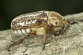 Anoxia orientalis / oriental maybug Royalty Free Stock Photo