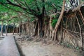 Anping Tree House in Tainan, Taiwan Royalty Free Stock Photo