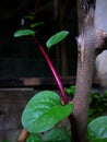 Anredera cordifol, a vine that is useful as medicine