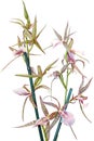 Ansellia africana Orchid