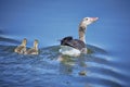 Anser anser with chicks on the lake in the Danube Delta 044