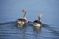 Anser anser with chicks on the lake in the Danube Delta 0110221