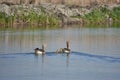 Anser anser with chicks on the lake in the Danube Delta 0213