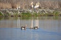 Anser anser with chicks on the lake in the Danube Delta 021