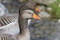 Anser anser, greylag goose Royalty Free Stock Photo