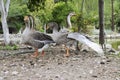 Anser anser species of large goose, big bird called greylag goose, group of geese