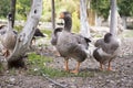 Anser anser species of large goose, big bird called greylag goose, group of geese