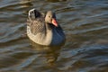 Anser anser, Greylag goose wild water bird Royalty Free Stock Photo