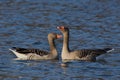 Anser anser, Greylag goose wild water bird Royalty Free Stock Photo