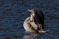 Anser anser, Greylag goose wild water bird Royalty Free Stock Photo