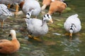 Anser indicus, Eulabeia indica, Bar-headed Goose. Royalty Free Stock Photo