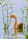 Water fowl floating on the water in the river pond and looking backwards to the camera Royalty Free Stock Photo