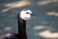 Anserinae`s head with his beak full of food standing in the sand, looking at the pond at the zoological park