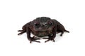 Ansonia spinulifer toad closeup from side view on white background Royalty Free Stock Photo